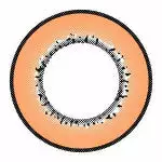 I.Fairy Moonlite Marron