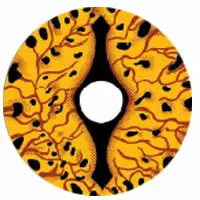 Cherie Sweety Crazy Game Of Thrones - Yeux De Dragon