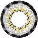 I.Fairy Persian Gray