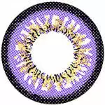 I.Fairy Persan Violet