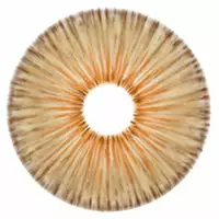 Couche Urbaine Urban Layer New York Brown - NOUVEAU