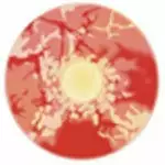 Cherie Sweety Red Sclera Contacts Zombie