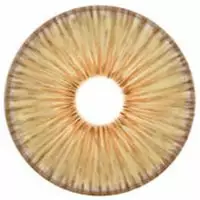 Couche Urbaine Urban Layer New York Marron